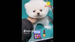 Pomeranian Dog most Funny movement😍Shorts shortsfeed [upl. by Ayhdnas752]