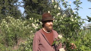 Elder Flower Harvesting with Yarrow Willard [upl. by Emmott]