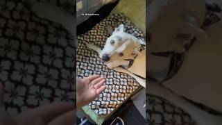 Woman reunites with blind amp deaf senior dog after 2 months apart and her reaction is beautiful ❤️❤️ [upl. by Rayle]