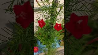 Cypress Vine ke sath aisa bhi hota hai CypressVine garden manjuhandaorganicgardening [upl. by Nerraf714]