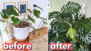 This is a better way to propagate your Monstera [upl. by Ekoorb]