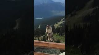 Marmot scream meme original sound [upl. by Kohsa260]