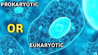 Is Amoeba Prokaryotic OR Eukaryotic Cell [upl. by Undry109]