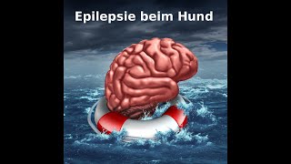 Epilepsie beim Hund [upl. by Nnagrom]