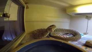 Crotalus Durissus Vegrandis strike Gopro Hero 4 silver [upl. by Marou215]