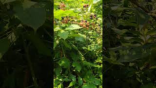 Wild Blackberries vs Honeysuckle resilience nativeplants invasiveplants [upl. by Remy]