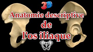 Description anatomique de los iliaque 3D  repères et insertions musculaires [upl. by Alusru]