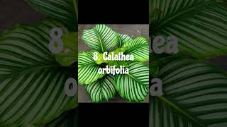 Types of Calathea Plants  Calathea Plants Varieties shorts [upl. by Kcirdla248]