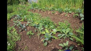 Potager en permaculture Mai 2018 26 [upl. by Redienhcs]