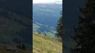 Wildtiere auf Schweizer Alpen [upl. by Ruddie624]