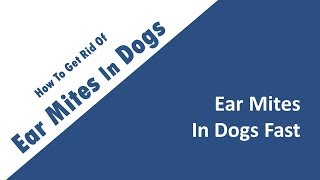 how to get rid of ear mites in dogs fast [upl. by Melinda]