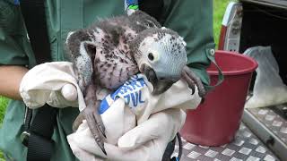 Hyacinth Macaw chick being monitored [upl. by Einahpad]