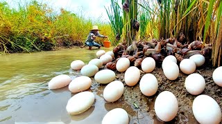 wow unique fisherman harvest eggs duck and pick strange snail in the field [upl. by Horan]