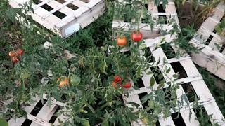 Tomates sous cagette [upl. by Clough]