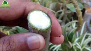 Adenium Plants Care Growing Tips Planting CuttingPruning and Trimming Adeniums by GardenGraduate [upl. by Reahard]