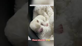 Abandoned puppy got rescued hearttouching heartwarming dogrescue Credit to biocube [upl. by Toinette12]