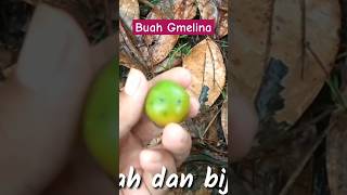 BENTUK BUAH GMELINA GMELINA arborea [upl. by Odirfliw]