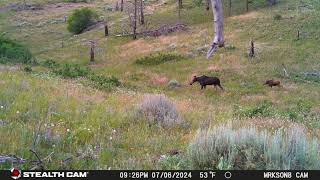 cow and calf moose [upl. by Perdita]