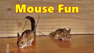 Entertainment for Cats  Mouse Fun ⭐ 8 Hour Videos for Cats and Cat TV ⭐ [upl. by Anu]