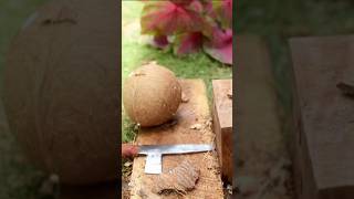 Dried coconut  how to remove coconut from Shell [upl. by Lleinnad]