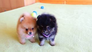 Female Pomeranian Puppies for Sale [upl. by Igig]