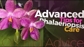 Phalaenopsis care amp culture advanced tips and tricks for growing summer amp winter blooming types [upl. by Domini]