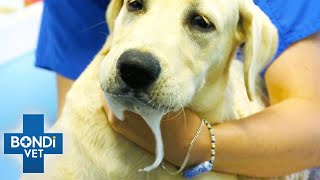 Most Terrifying Pet Poisonings 😨  Best Of Bondi Vet [upl. by Aicilet]