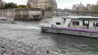 Mouettes de Paris  Pont de la Tournelle  Pont Saint Louis [upl. by Bravar]