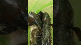 anabas fish🐟🐟 harvest form backward pond anabasfish ytshorts [upl. by Noryak]