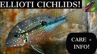 The Ellioti Cichlid Thorichthysellioti [upl. by Abram]