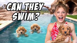 Teaching My PUPPIES To SWIM for the First Time [upl. by Pedroza]