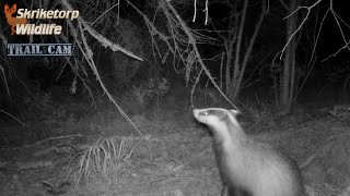 Grävlings grytet måste ligga i närheten Trail Cam [upl. by Paterson920]