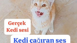 Gerçek kedi sesi kedi sesi kedi çağıran ses [upl. by Cupo599]