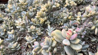 COTYLEDON ORBICULATA VARIEGATED SHORT LEAVES AVAILABLE FOR SALE  CALLTEXT 669 285 9125 [upl. by Kati866]