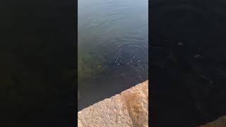 Baby Fishes💞🐟 fishing kerla saudiarabia [upl. by Safier460]