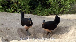 Burung Maleo Maleo bird Hammerhuhn Macrocephalon maleo Sulawesi [upl. by Maltz]