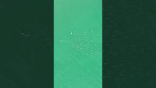 Watch this Bonnethead Sharks attack on its prey [upl. by Annalee710]