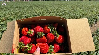 Picking Strawberry  Beerenberg farm Adelaide [upl. by Suivatco]