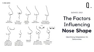 How Climate Influences Your Nose Shape  Defining Beauty [upl. by Hally]