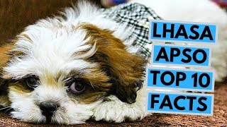 Lhasa Apso  TOP 10 Interesting Facts [upl. by Wilterdink363]