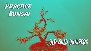 Practice Bonsai  Quick Styling of Old Gold Juniper Bonsai [upl. by Gerianne918]