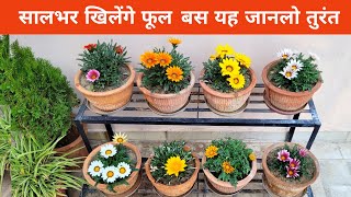 सालभर खिलेंगे फूल ही फूल बस यह जानलो तुरंत  Gazania flowers summer care [upl. by Ennaid]