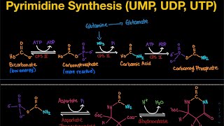 Pyrimidine Synthesis De Novo Pathway UMP UDP UTP  Biochemistry [upl. by Anitnegra411]