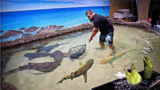 SAVING SHARKS From a Closed Down Aquarium [upl. by Enerak555]