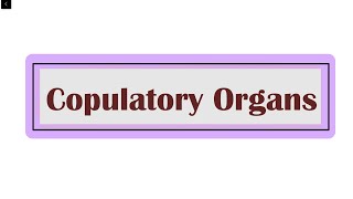 SEM II  40 COPULATORY ORGANS IN CHORDATES [upl. by Ahsas]