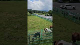 제주 516 도로 제주마 방목지 Jeju Horse Rangeland on Jeju 516 Road shorts [upl. by Annonyw]