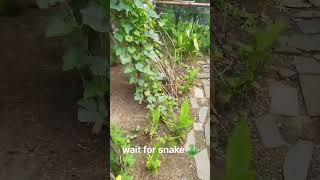 Snake in my Garden hsnake animals [upl. by Yddub222]