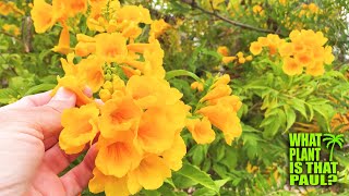 My Tecoma stans is in BLOOM  STUNNING Yellow FLOWERS  Interesting SEEDS [upl. by Nadual]