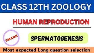 Spermatogenesis Long question ll Question answer ll Human reproduction ll selective long question [upl. by Hallett215]