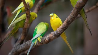 Periquito Australiano Cantando Assobio de Periquito para Treinamento [upl. by Isnan941]